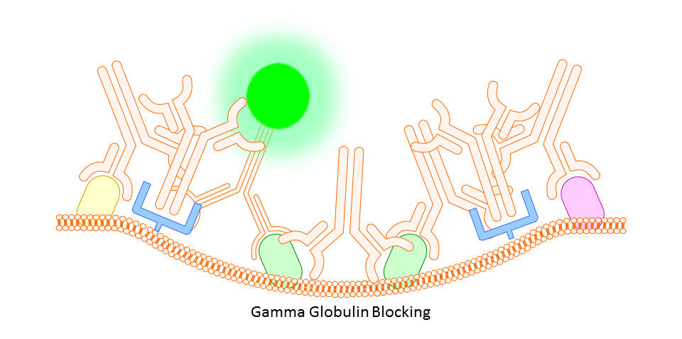 Gamma Globulin Blocking